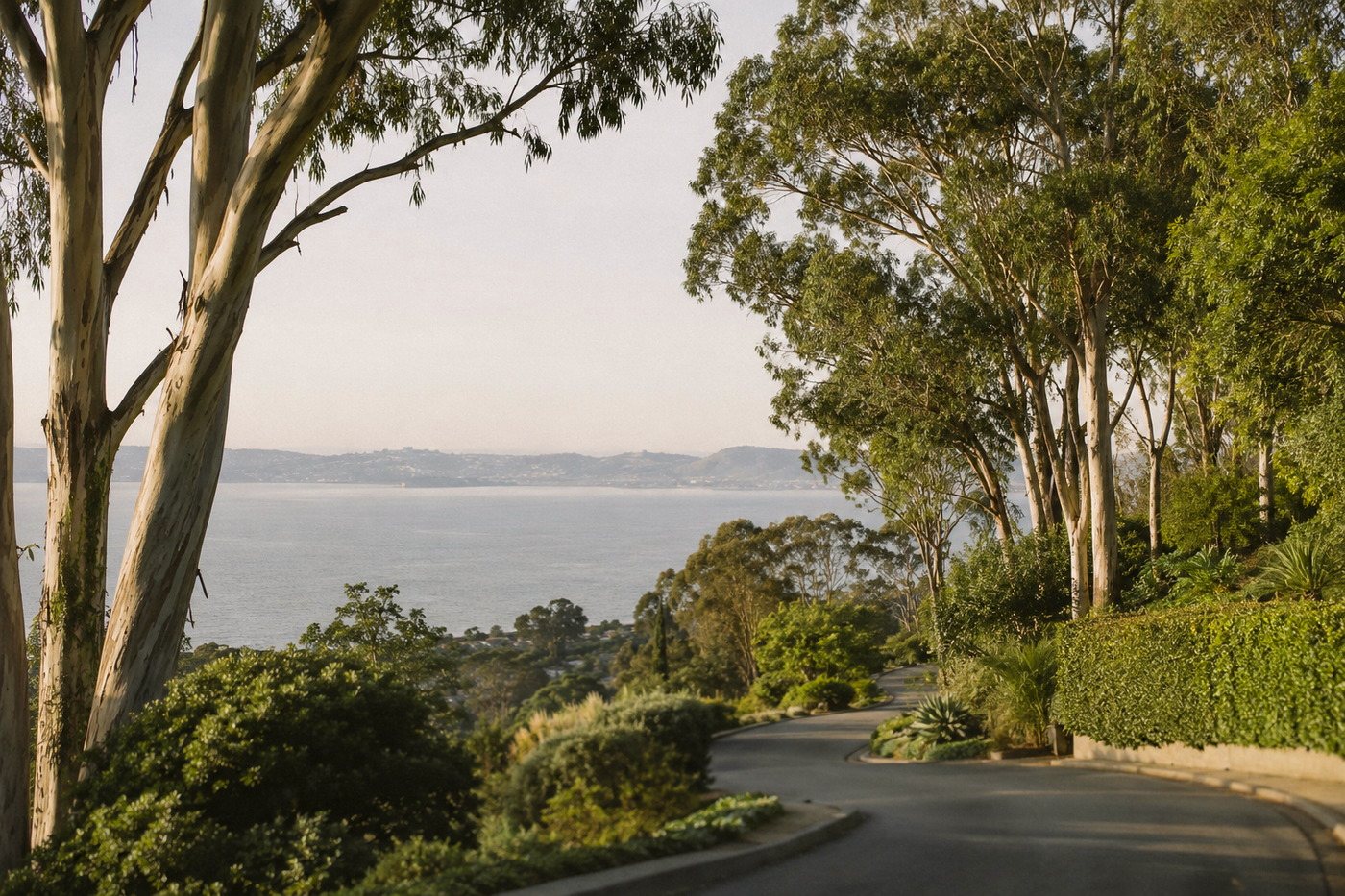 A hillside road through eucalyptus in Belmont, the bay below
